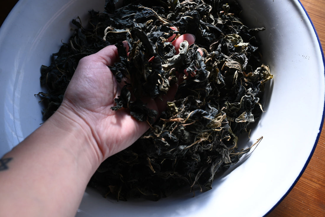 JOURNAL>> 草木が描く、ゆらぎ色